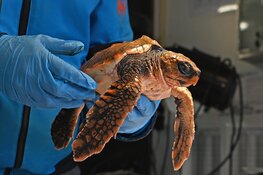 Lezing Zeeschildpadden bij Ecomare