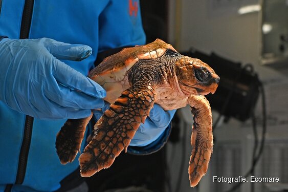 Lezing Zeeschildpadden bij Ecomare