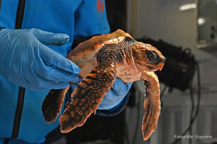 Lezing Zeeschildpadden bij Ecomare