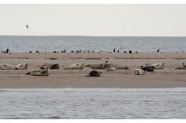 Wetenschap op Dierendag bij Ecomare