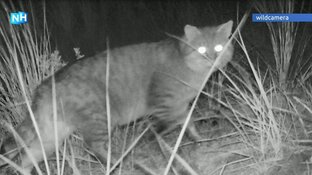 Natuurdrama op Texel: wilde katten roven nesten leeg en verslinden jonge vogels