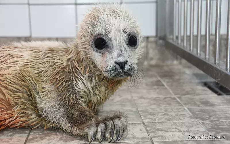 Extra zorg voor te vroeg geboren zeehondenpup in Ecomare