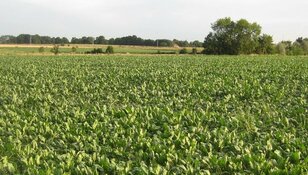 Texelse oogst in gevaar door extreme droogte: "Naar boven kijken en hopen"