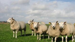 Morgen dag van het Texelse schaap