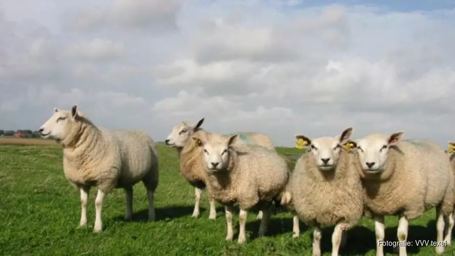 Morgen dag van het Texelse schaap