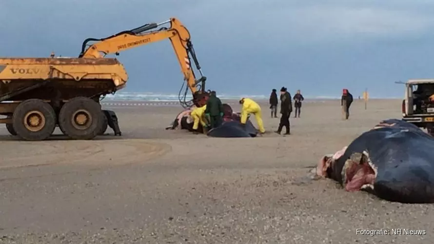 In 2016 op Texel aangespoelde potvissen waren uitgehongerd