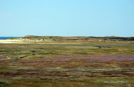 Natuurgebied De Slufter populair bij toeristen, bezoekers blijven netjes