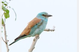 Zeldzame scharrelaar gezien in De Nederlanden op Texel