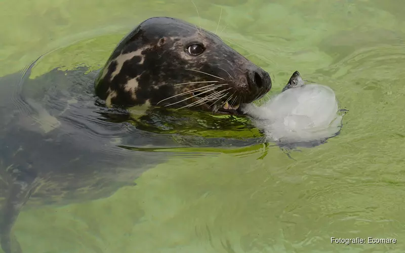 Dierendag bij Ecomare 4 oktober