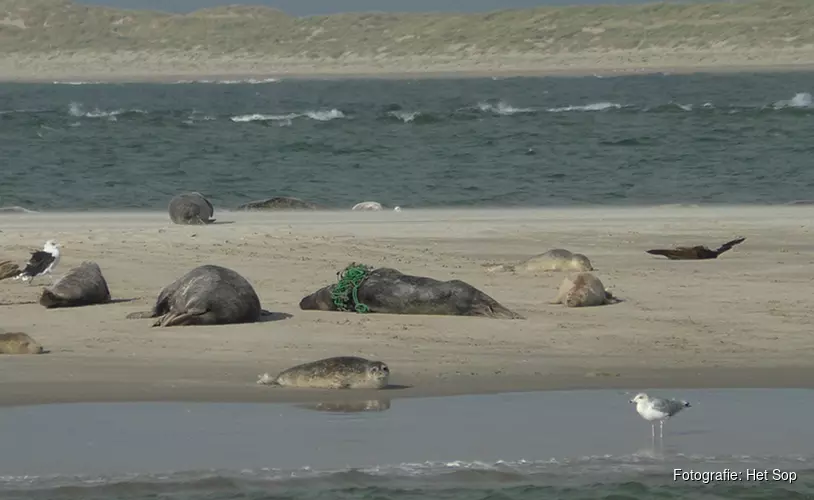 Zeehond verlost van net