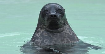 Ringelrobben en meer in de herfstvakantie