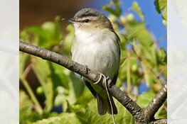 Texel overspoeld door honderden vogelaars: &#39;verdwaalde&#39; Amerikaanse zangvogel gespot