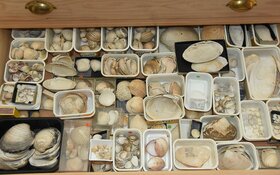 Schelpencollectie naar Ecomare