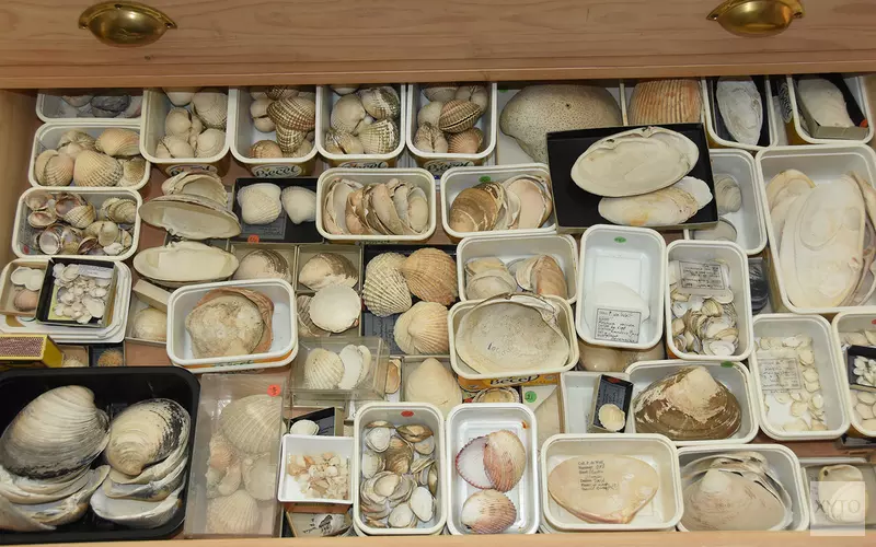 Schelpencollectie naar Ecomare