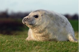 “Maak van gezonde pup geen wees”