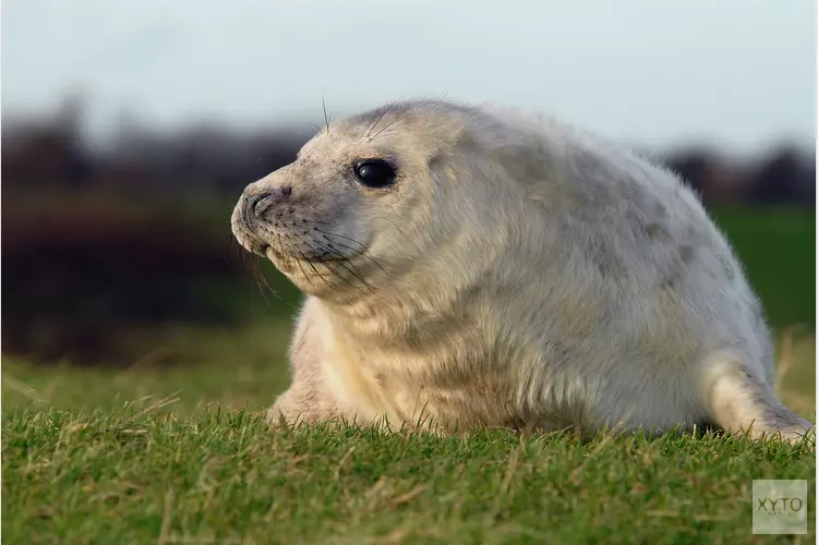 “Maak van gezonde pup geen wees”