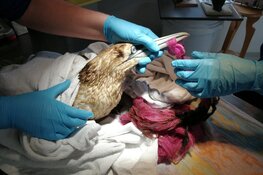 Olievogels opgevangen bij Ecomare