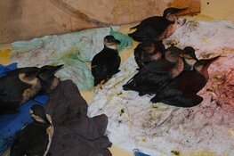 Olievogels opgevangen bij Ecomare