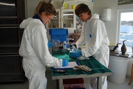 Olievogels opgevangen bij Ecomare