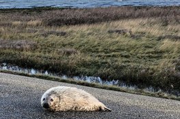 Eerste pasgeboren grijze zeehond op Texel