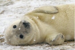 Zeehondenspelletjesdag bij Ecomare