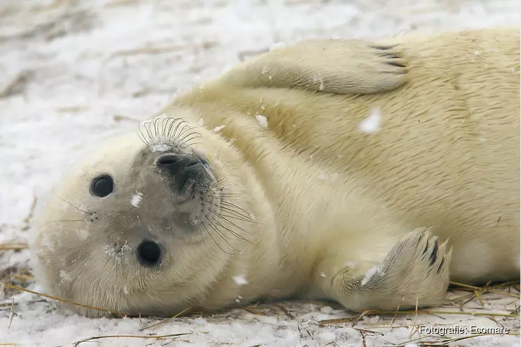 Zeehondenspelletjesdag bij Ecomare
