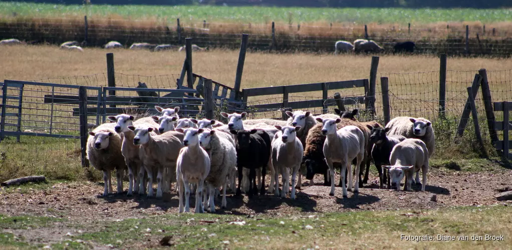 Het beste van Texel 2018