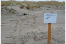 Commotie om gezonde zeehonden