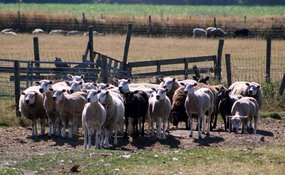 Texel staat na droge zomer nog vol met oude lammeren: "Markt is in elkaar gestort"