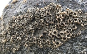 Provincie vindt 500 miljoen jaar oude zwerfkeien op Texel