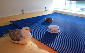 Verwaaide vogels in opvang bij Ecomare