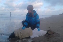 Wandelaar vindt levende bruinvis op strand van Texel