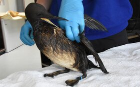 Ecomare bereidt zich voor op gevolgen oliecalamiteit