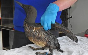 Ecomare bereidt zich voor op gevolgen oliecalamiteit