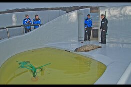 Deense zeehonden bij Ecomare