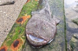 Opmerkelijke vondst: dode zeeduivel spoelt aan op Texel