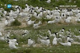 16.000 euro opgehaald voor bedreigde vogels