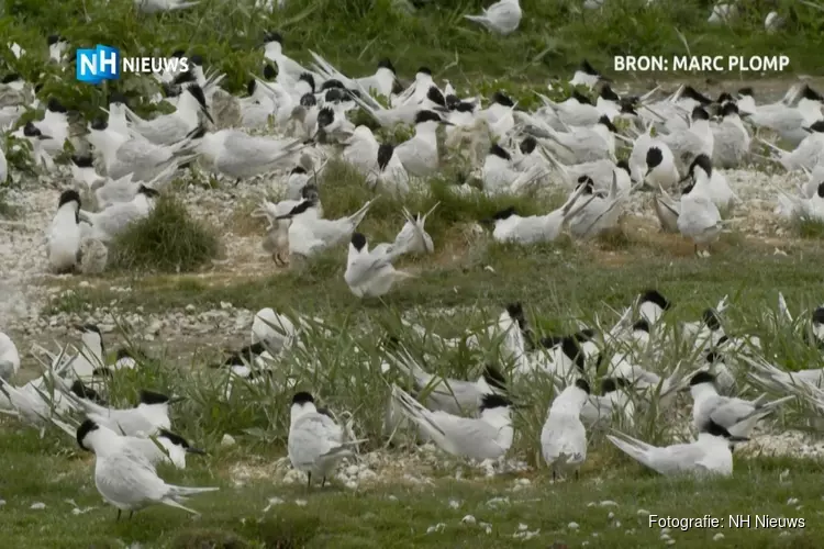 16.000 euro opgehaald voor bedreigde vogels