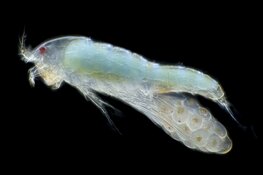 Biofilm, een nieuwe tentoonstelling bij Ecomare