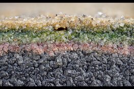 Biofilm, een nieuwe tentoonstelling bij Ecomare