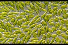 Biofilm, een nieuwe tentoonstelling bij Ecomare