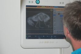 Dode vos in het Texelse bos