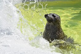 Zomer bij Ecomare