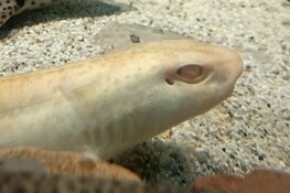 Bijzondere witte haai bij Ecomare