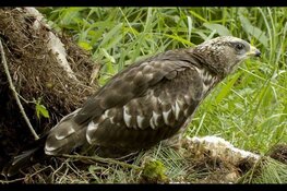 Vroege vogels de herfsttrek begint
