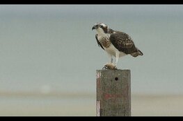Vroege vogels de herfsttrek begint