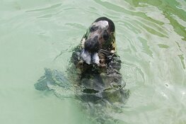 Aankomende vrijdag dierendag bij Ecomare