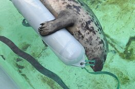 Aankomende vrijdag dierendag bij Ecomare