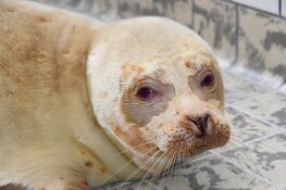 Albino zeehond in opvang Ecomare