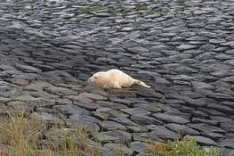 Albino zeehond in opvang Ecomare